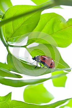 Ladybird on green leaf and drop