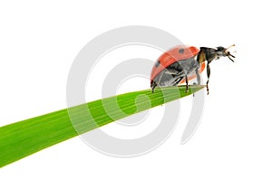 Ladybird on green leaf