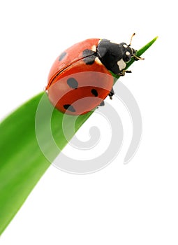 Ladybird on green leaf