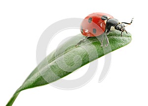 Ladybird on green leaf