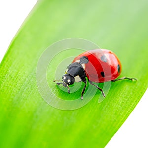 Ladybird on green leaf