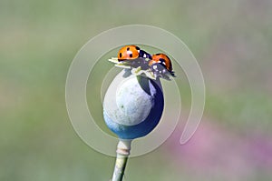 Ladybird on green poppy seed box