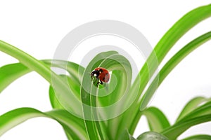 Ladybird on the green shoots