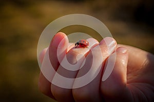 Ladybird in Hand