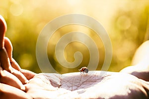 Ladybird on the hand