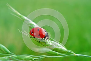 Ladybird for a happiness
