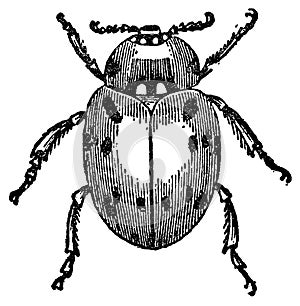 Ladybird I Antique Animal Illustrations