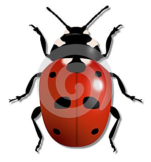 Ladybird Illustration