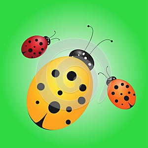 Ladybird illustration. Little insects.  Summer illustration