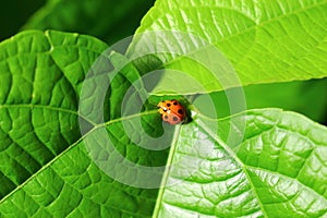 this is ladybird insect on corn leaf