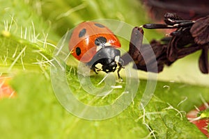 Ladybird/ladybug
