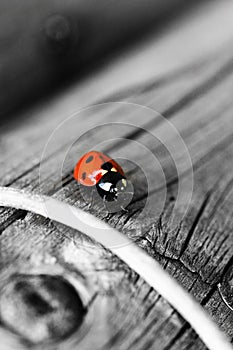 Ladybird ladybug black white and red colorsplash insect