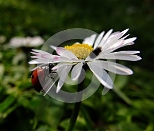 A Ladybird / Ladybug chasing an insect on a daisy..