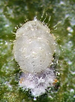 Pupa of ladybird, Clitostethus arcuatus