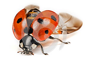 Ladybird or Ladybug