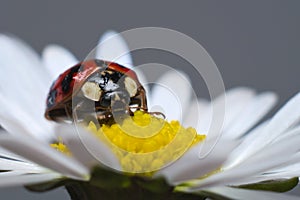 Ladybird or ladybug on a daisy