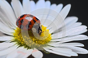 Ladybird or ladybug on a daisy