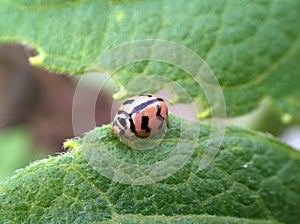 Ladybird Ladybug insect Closeup on a leaf