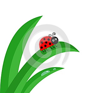 Ladybird Ladybug insect. Fresh green grass stalk close up.
