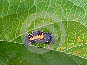 Ladybird, ladybug larva. Harmonia axyridis.