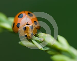 Ladybird/Ladybug macro