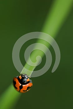 Ladybird/ladybug macro