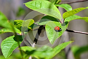Ladybird / ladybug seats on the fresh green lilac leaf
