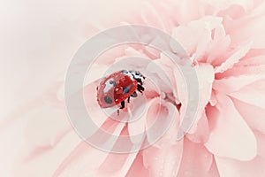 Ladybird or ladybug in water drops on a pink flower