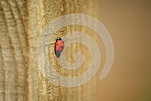 Ladybird ladybug on wooden post