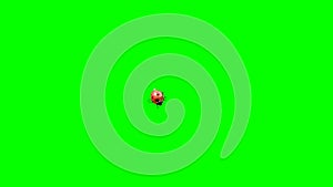 Ladybird Lands on a Green Background