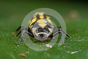 Ladybird larva