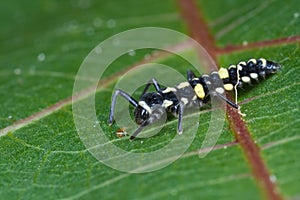 Ladybird larva