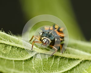 Ladybird larva en face