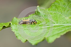 Ladybird larva stage