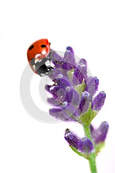 Ladybird on lavender