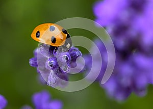 Ladybird on lavender