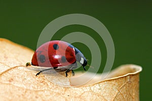 Ladybird on a leaf