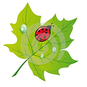 Ladybird on a leaf