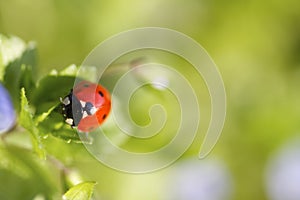 Ladybird on leaf