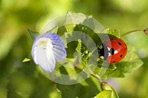 Ladybird on leaf