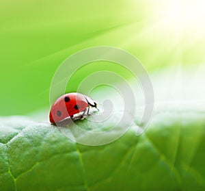 Ladybird on leaf