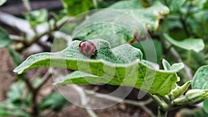 A Ladybird on leaf in the afternoon