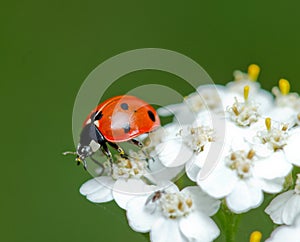 Ladybird little pollinates a beautiful flower.
