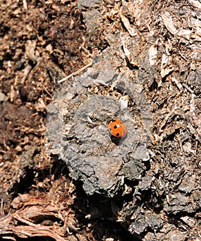 Ladybird in moor