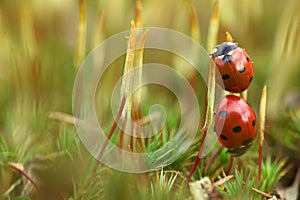 Ladybird on moss