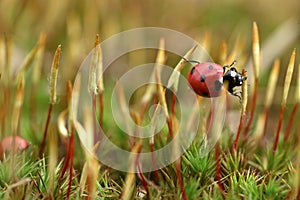 Ladybird on moss