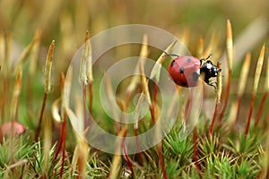 Setto di coccinella sul mecc 