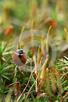 Ladybird on moss