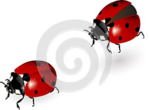 Ladybird in motion