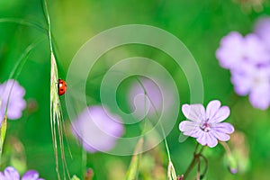 Ladybird in the nature of flowers in spring